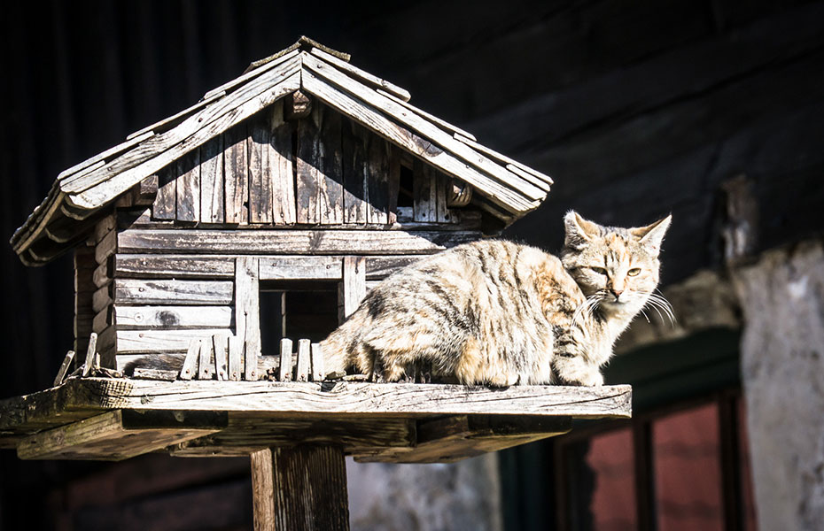 Futterstelle Standort