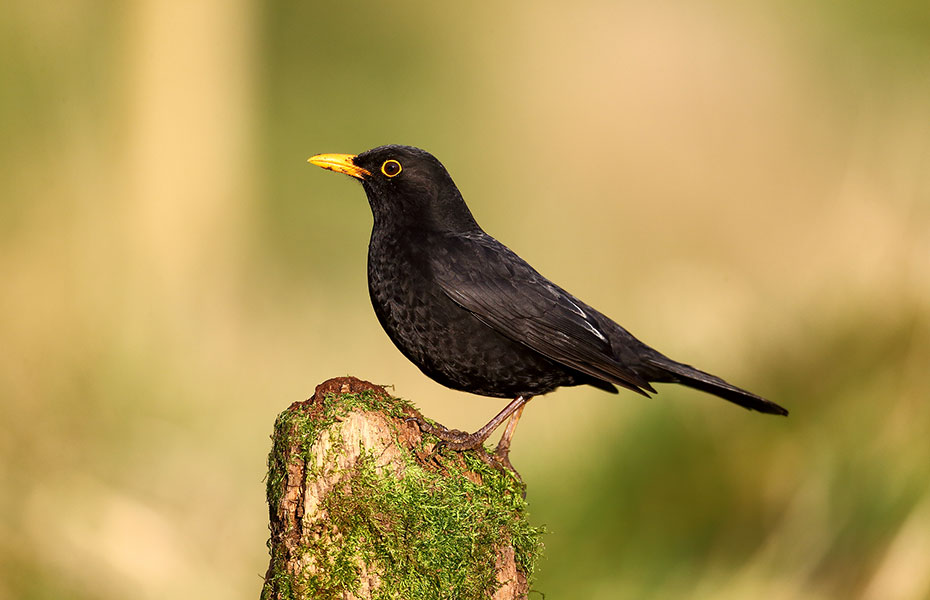 Amsel