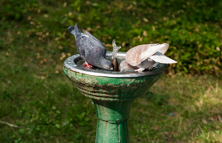 Wassertränke