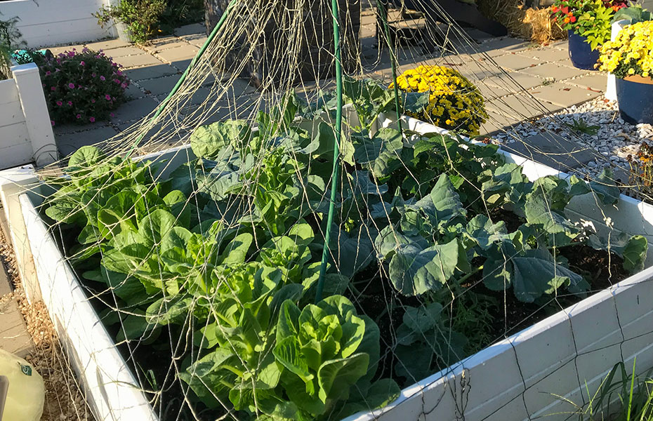 Beet anlegen