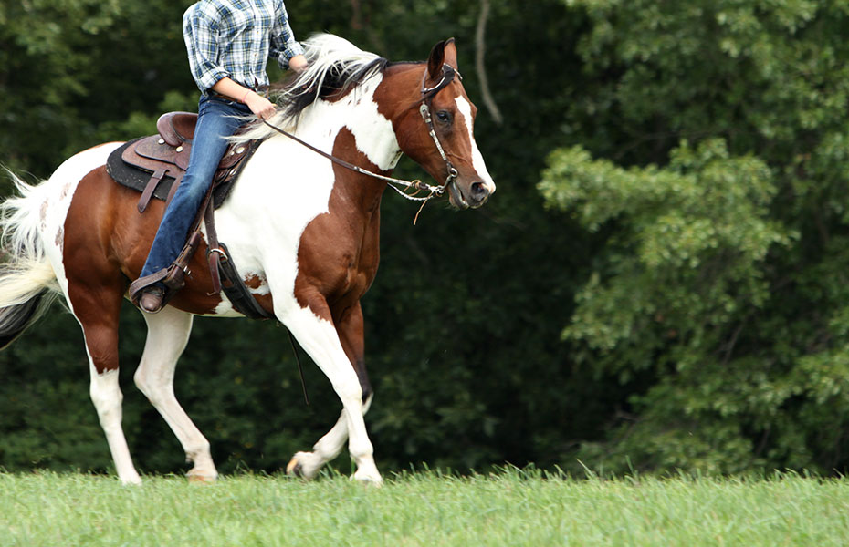 Reiten