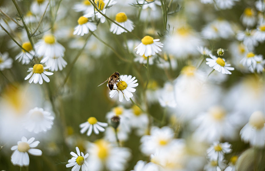 Wildblumenwiese
