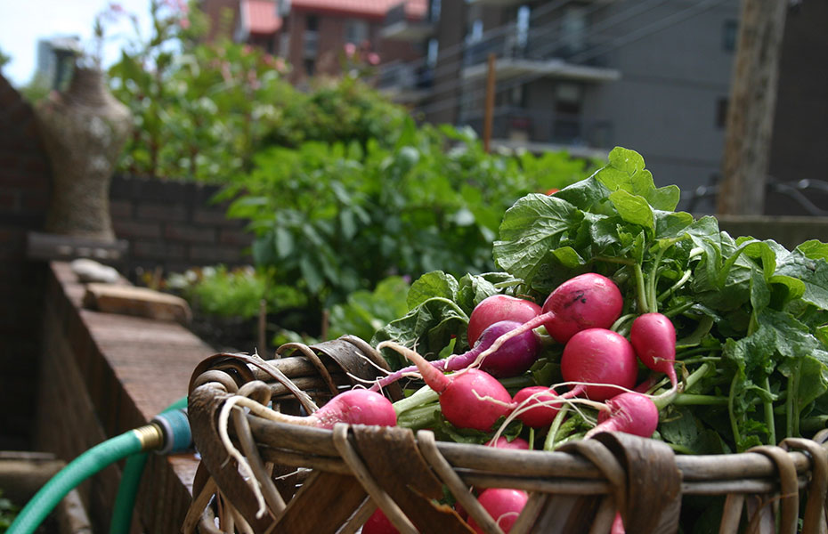 Urban Gardening