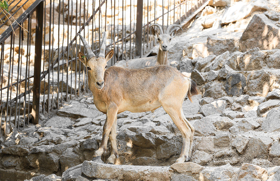 Wildtiere