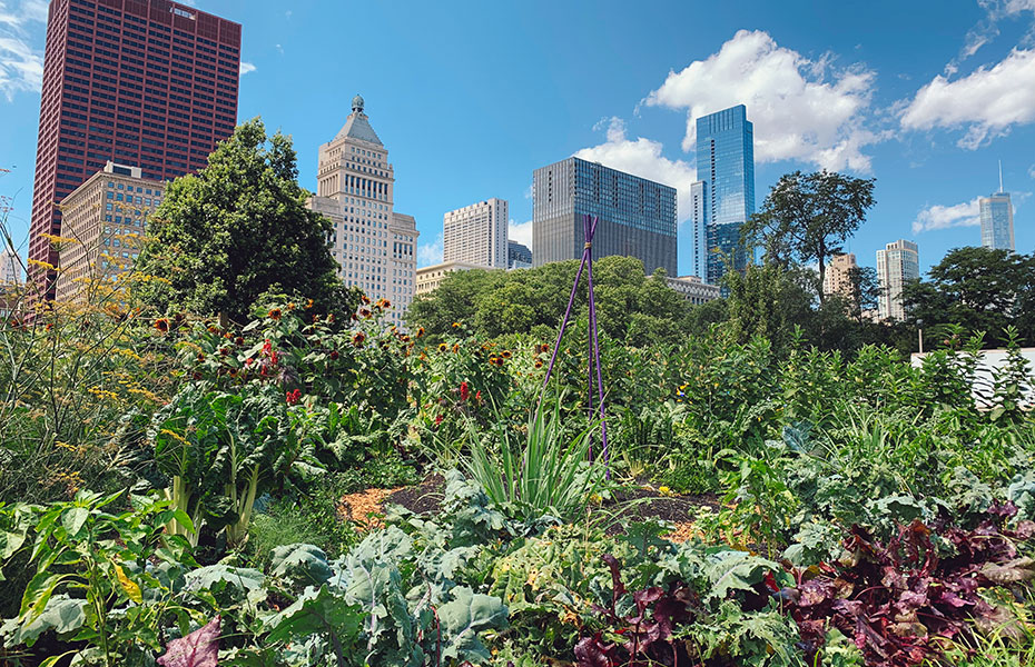 Urban Gardening
