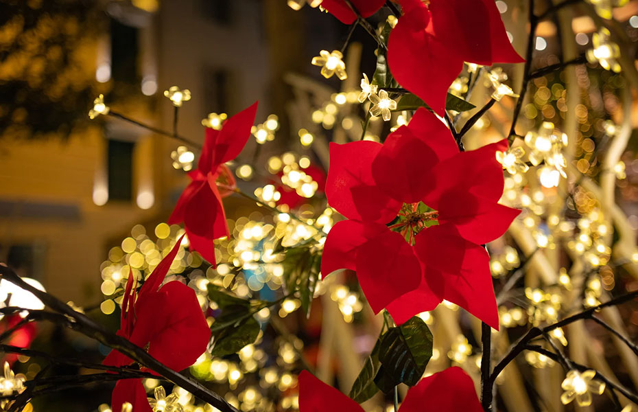 Leuchtende Lichterketten in Blütenform und rote Weihnachtssterne.