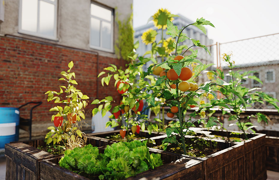 Urban Gardening