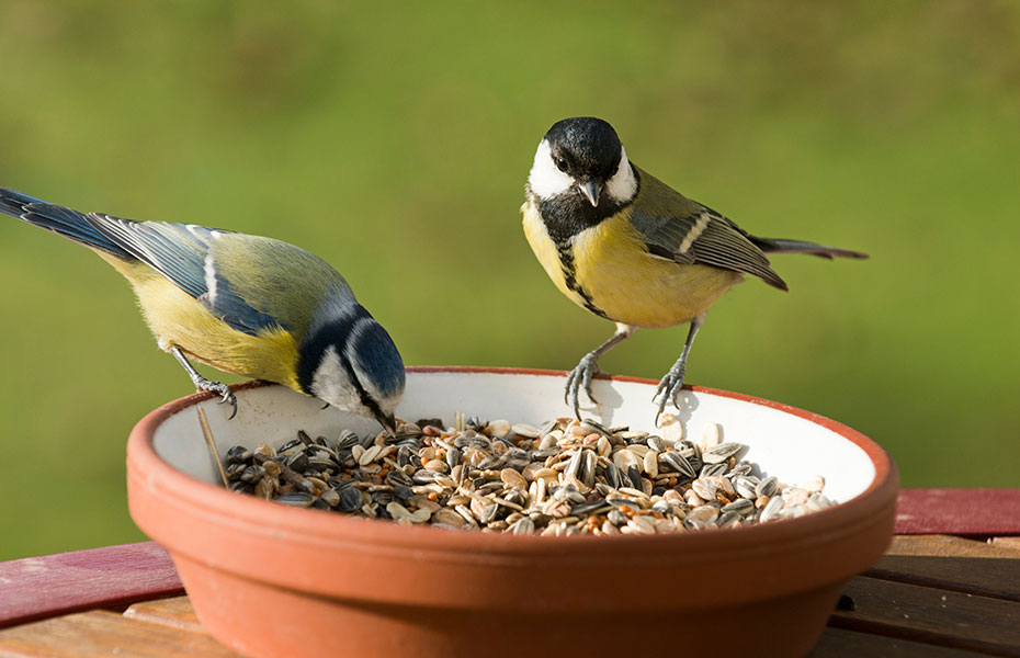 Vögel beim Futter