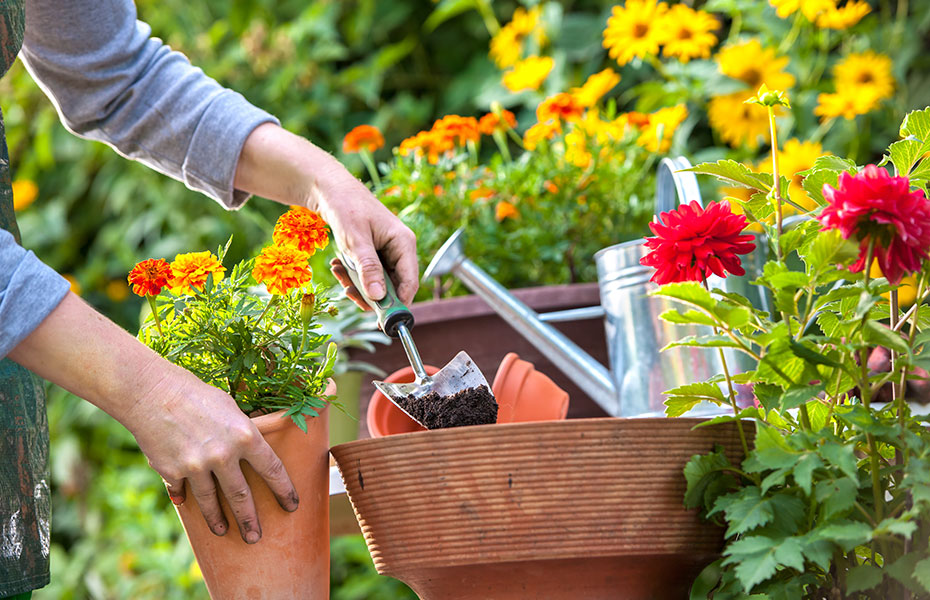 Tipps für Gartenpflanzen 