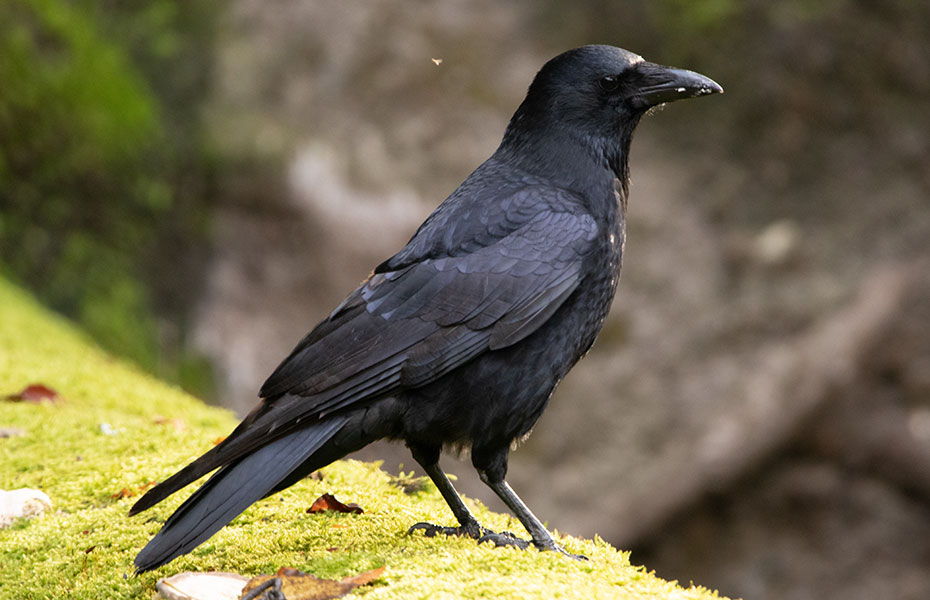 Krähe