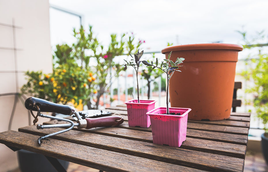 Urban Gardening