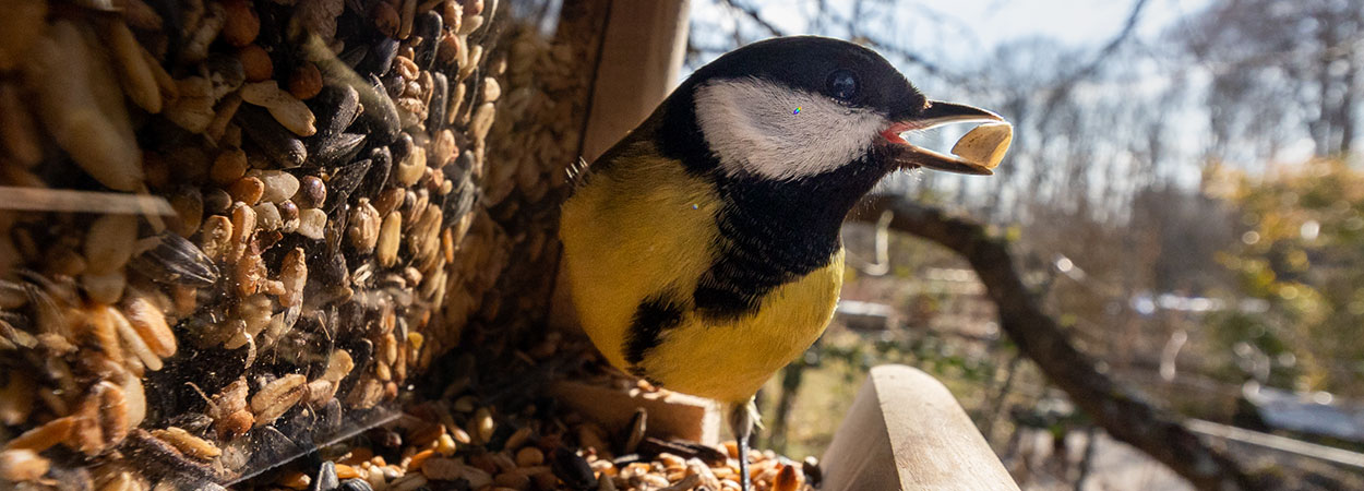 Vögel füttern 