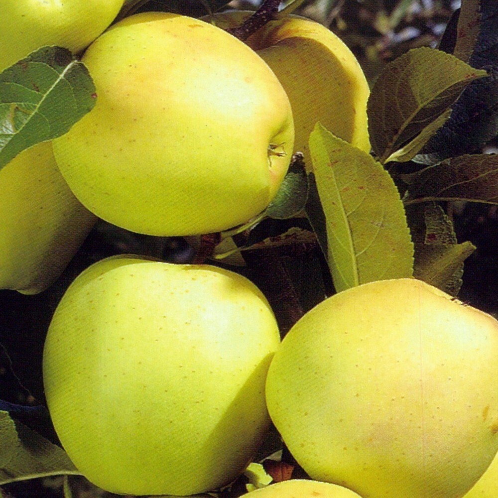 Obstbaum 150 - 200 cm in verschiedenen Sorten image number 5