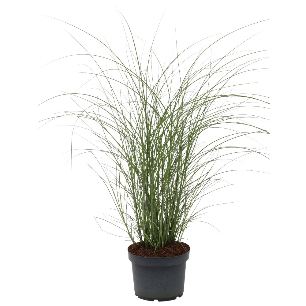 Gräser Mix Gracillimus in bunten Blumentöpfen Ø 23 cm image number 1