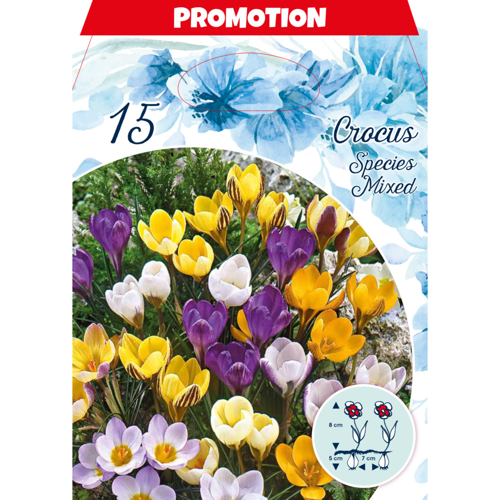 Blumenzwiebeln Krokus Mix 15 Stück bunt image number 0