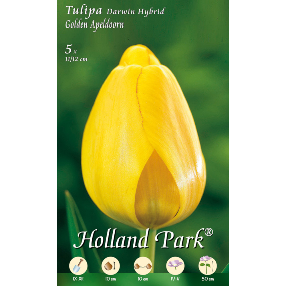 Blumenzwiebeln Darwin-Tulpen 5 Stück gelb