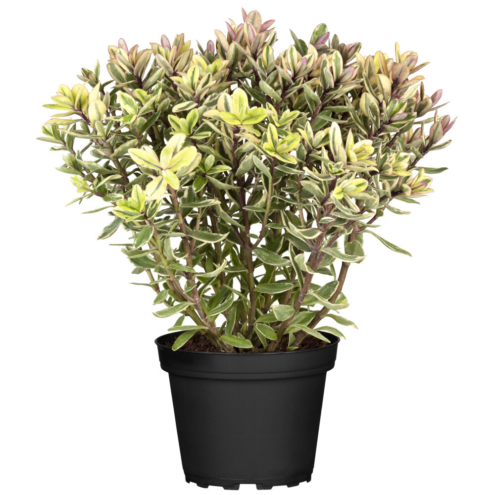 Strauchveronika buntlaubig im robustem Blumentopf Ø 12 cm
