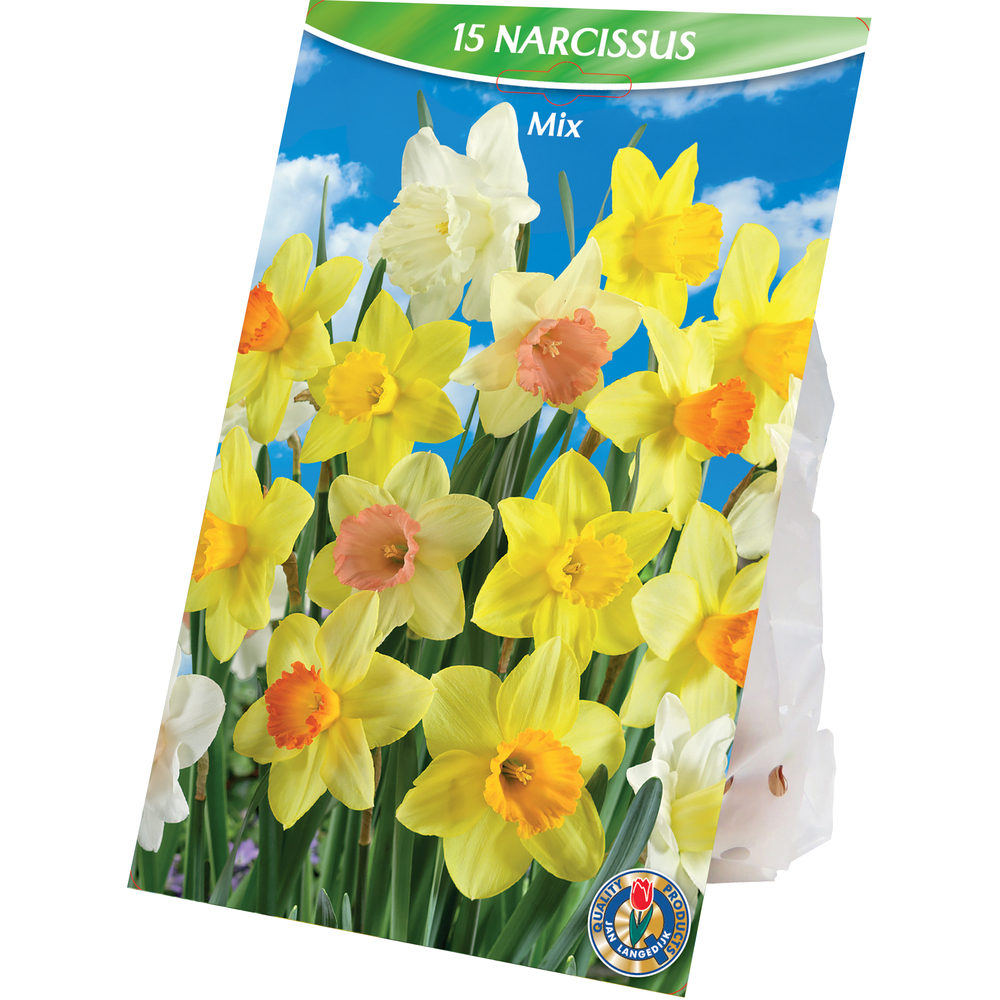Blumenzwiebeln Narzissen Mix 15 Stück mehrfarbig