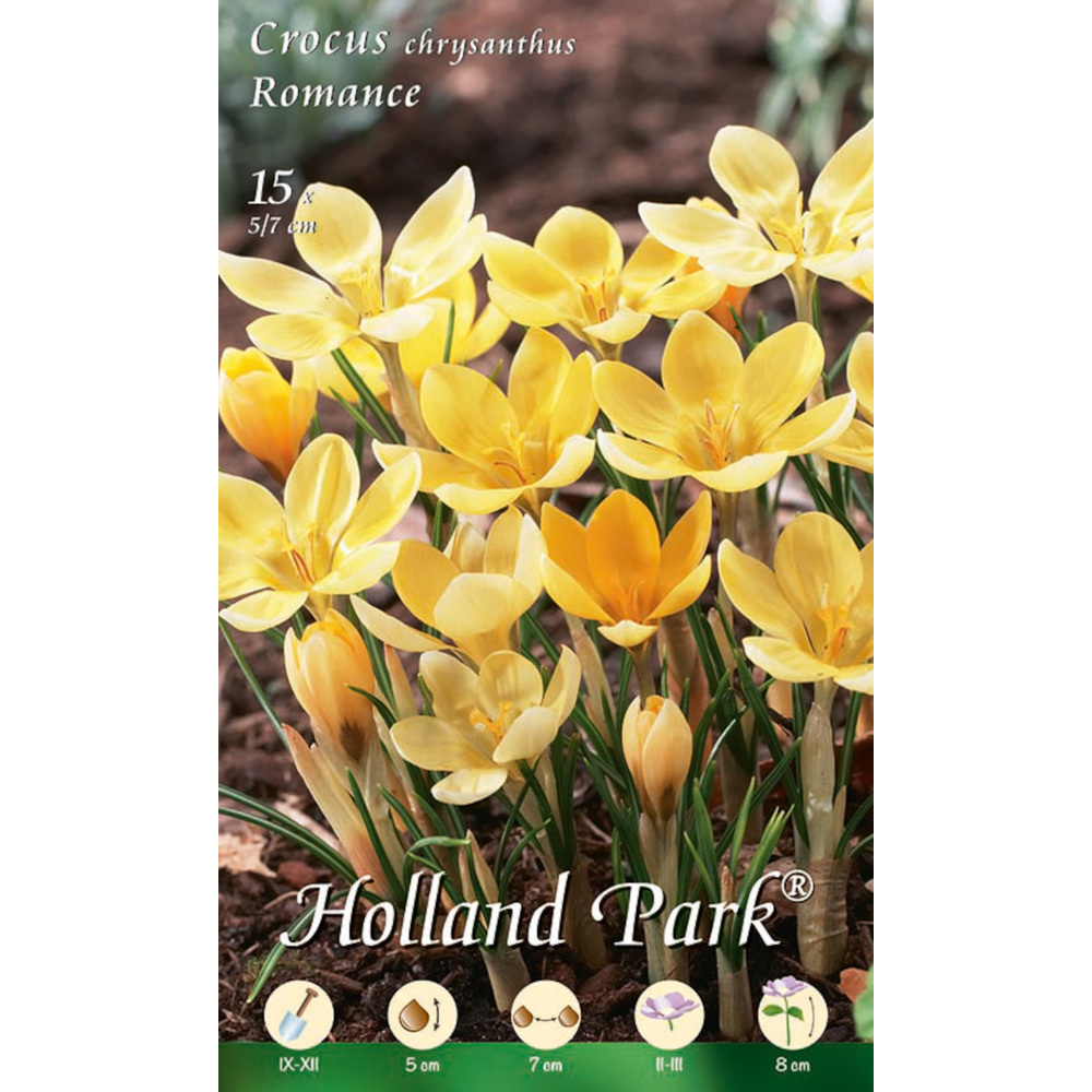 Blumenzwiebeln Krokus 15 Stück gelb