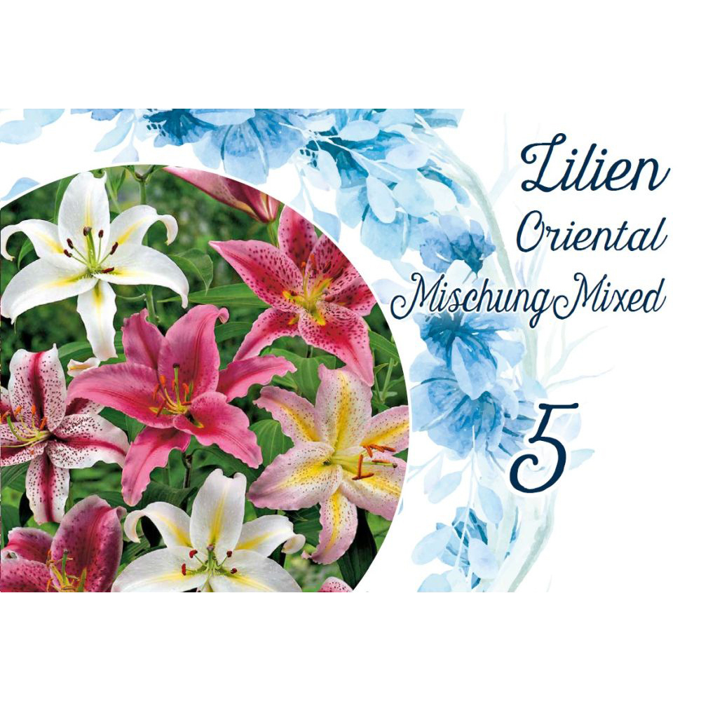 Blumenzwiebeln Lilien Oriental Mix 5 Stück bunt image number 0