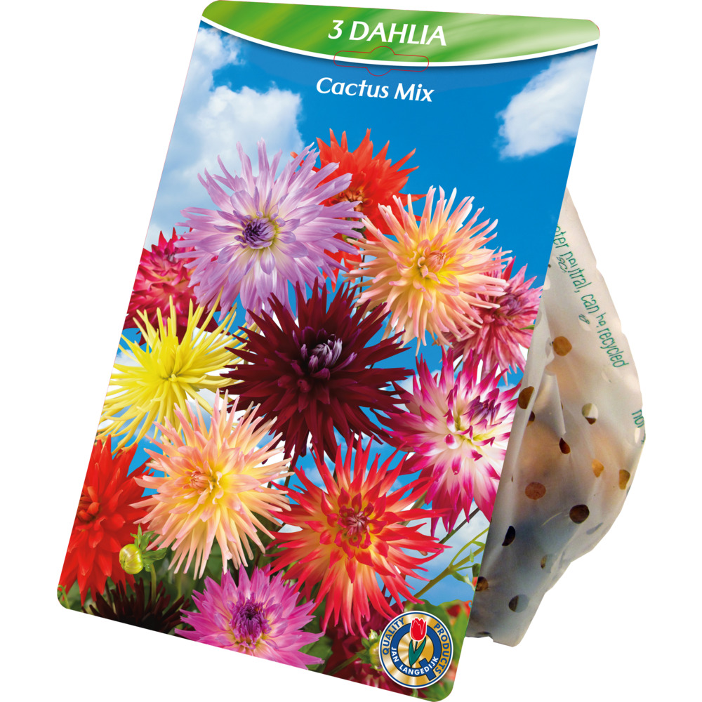 Blumenzwiebeln Dahlien Cactus Mix 3 St&uuml;ck bunt