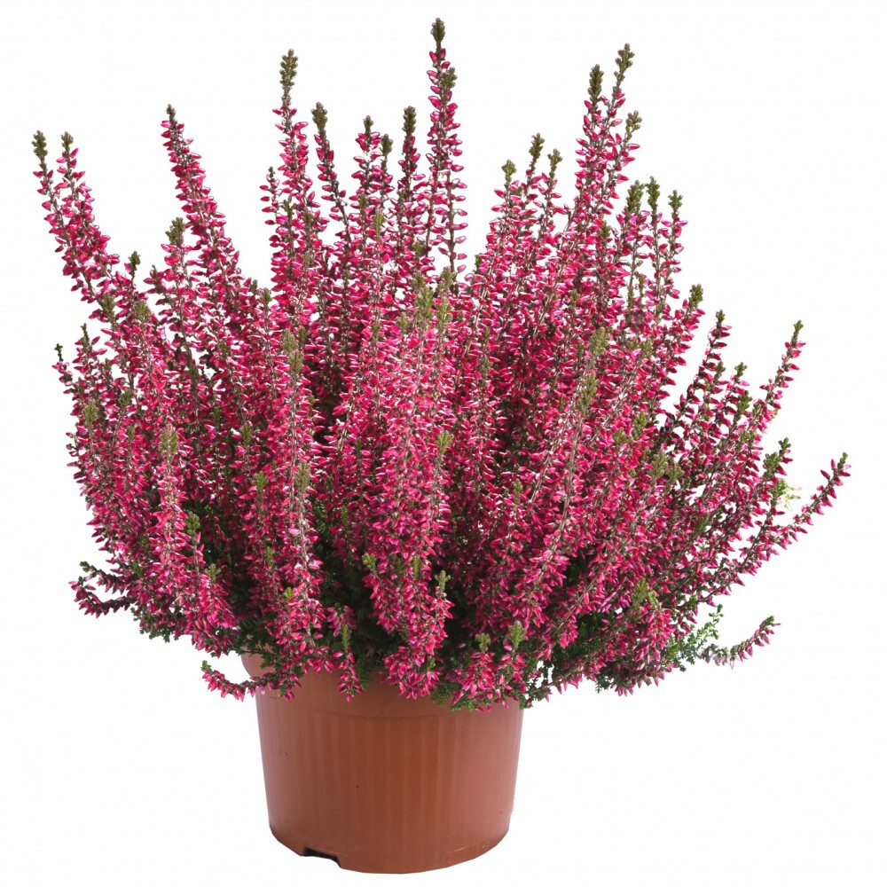 Calluna Vulgaris Gardengirls im Blumentopf Ø 10,5 cm, Nahrungsquelle für Bienen image number 0