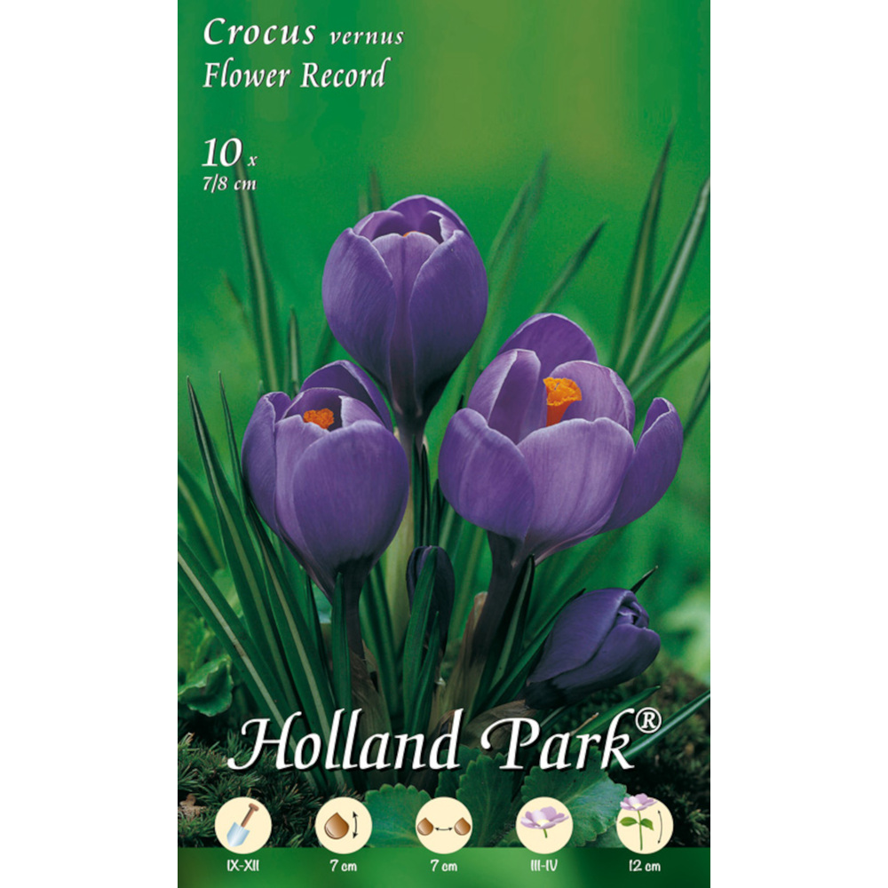 Blumenzwiebeln Großblumiger Krokus 10 Stück violett