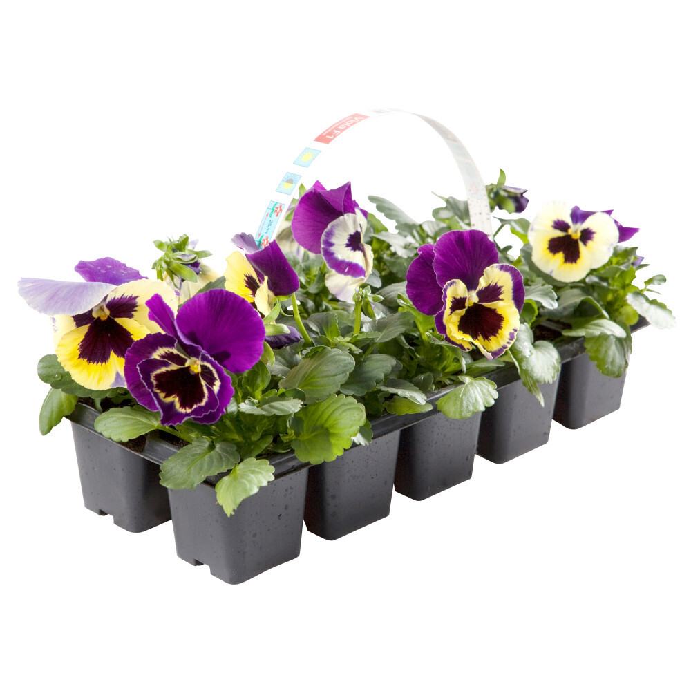 Viola cornuta 10 Stück farblich sortiert image number 3