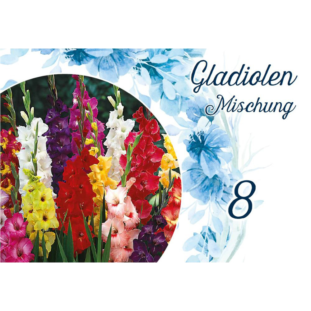 Blumenzwiebeln Gladiolen Mix 8 Stück bunt