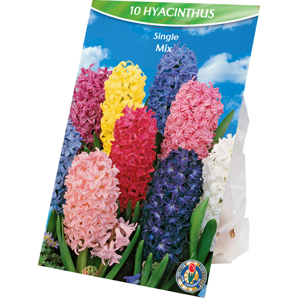 Blumenzwiebeln Hyazinthen Mix 10 Stück bunt