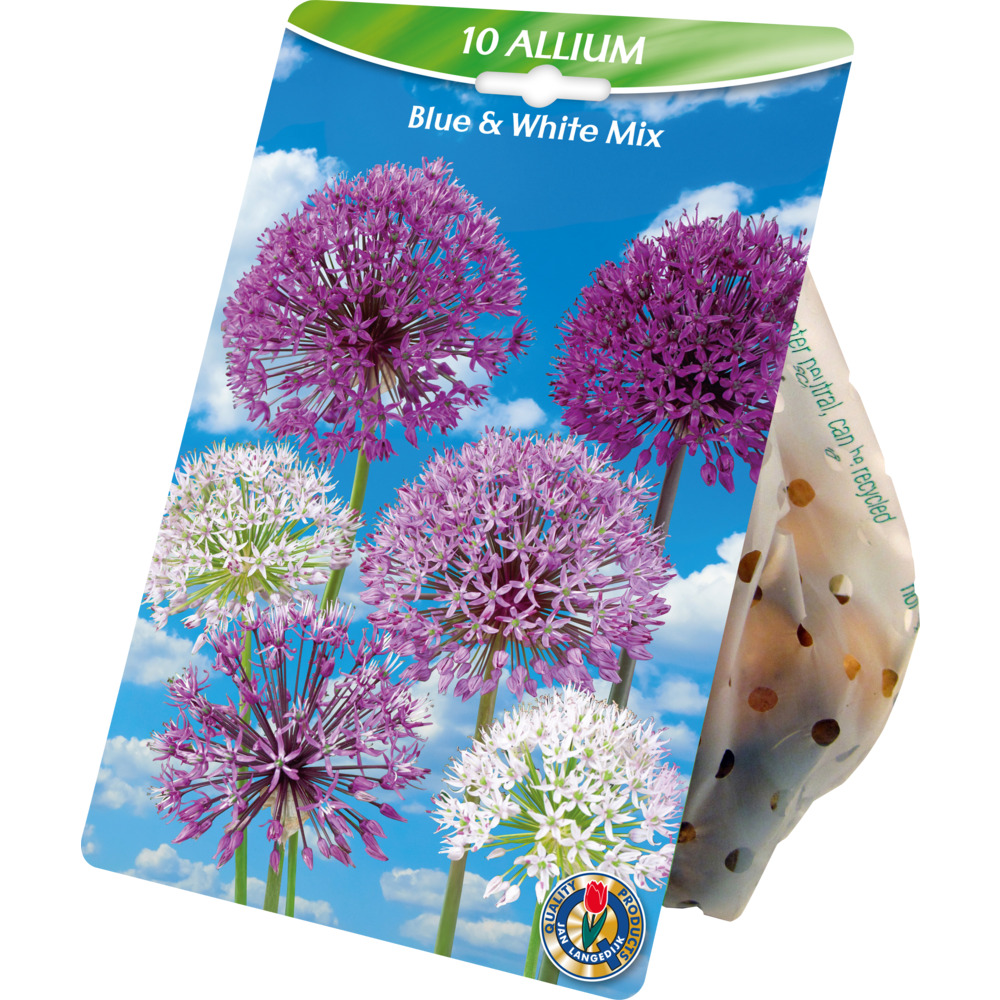 Blumenzwiebeln Zierlauch 10 St&uuml;ck, Mix blau und wei&szlig;