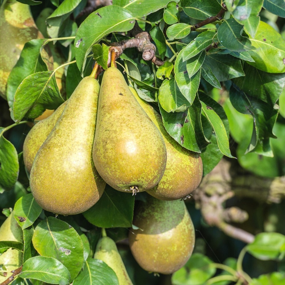 Obstbaum 150 - 200 cm in verschiedenen Sorten image number 9