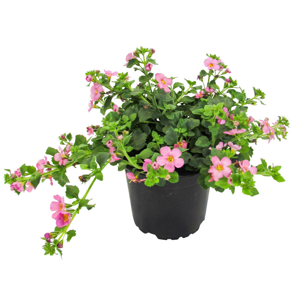 Beet und Balkonpflanzen in verschiedenen Sorten im Blumentopf 10,5 cm image number 2