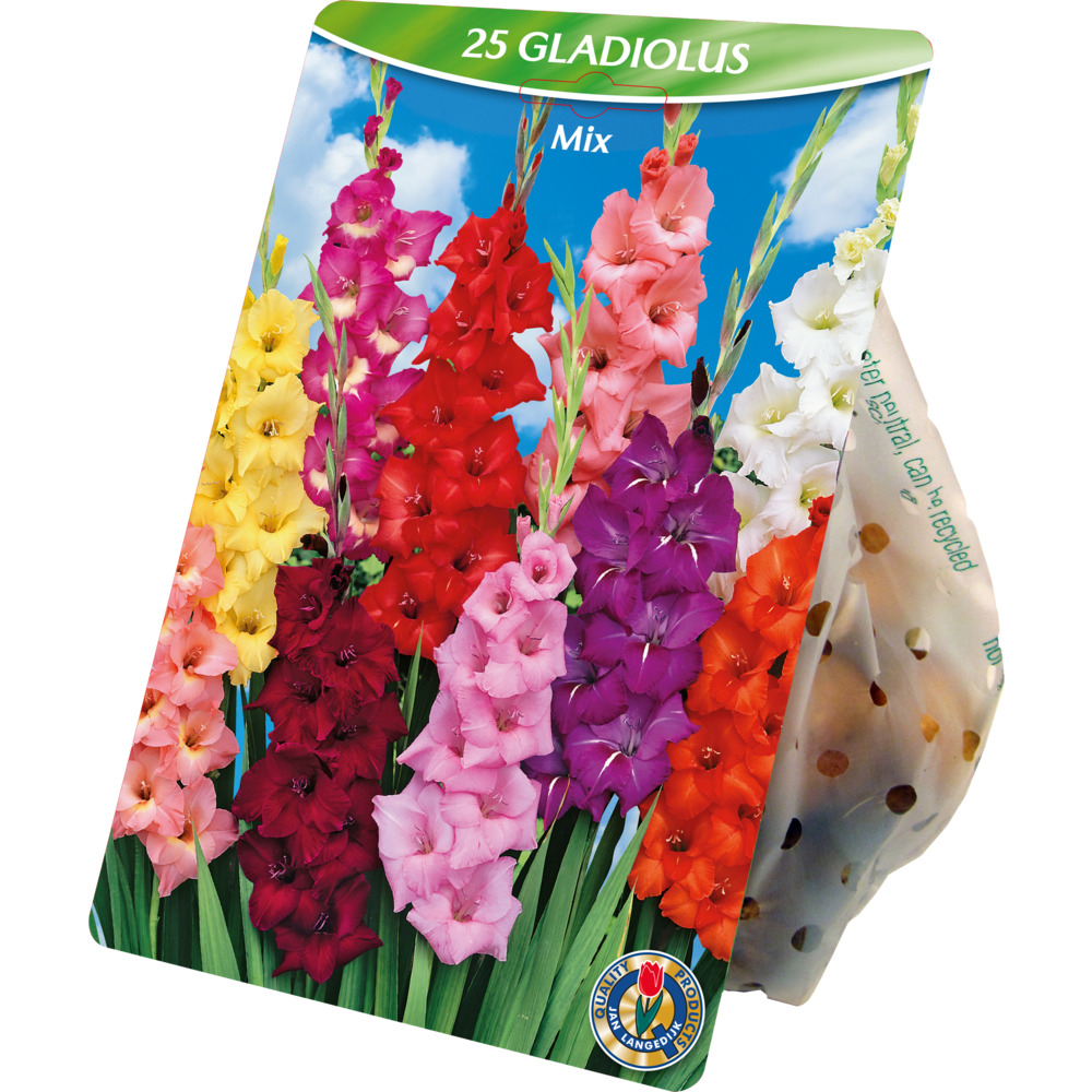 Blumenzwiebeln Gladiolen Mix 25 St&uuml;ck bunt