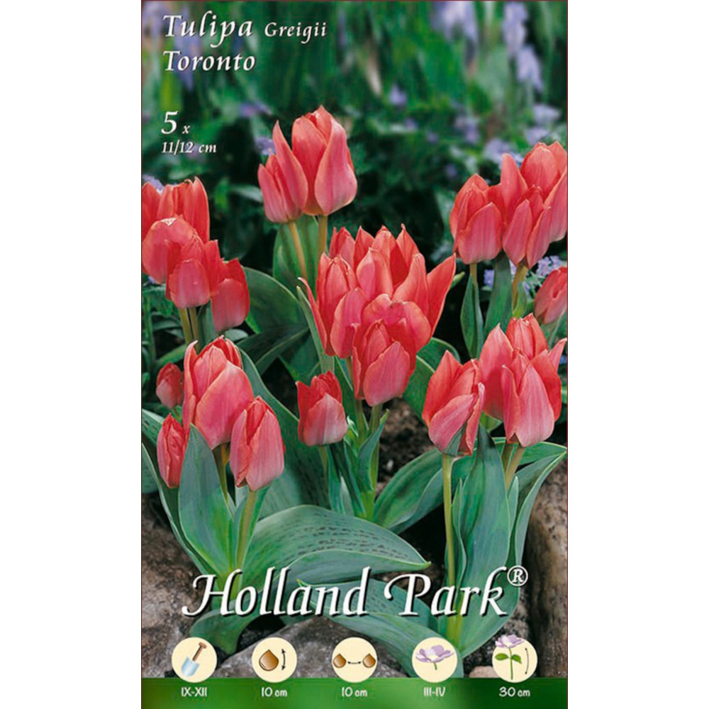 Blumenzwiebeln Greigii Tulpen 5 Stück rosa