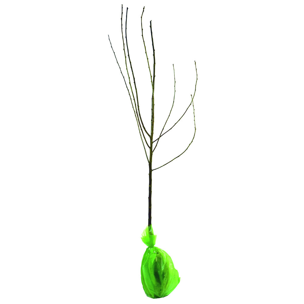 Obstbaum 150 - 200 cm in verschiedenen Sorten