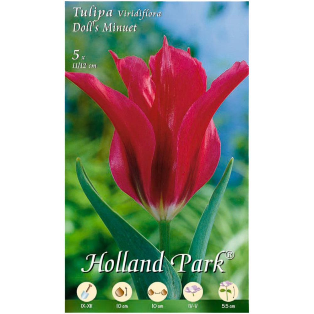Blumenzwiebeln Tulpen Doll`s Minuet 5 Stück rot image number 0