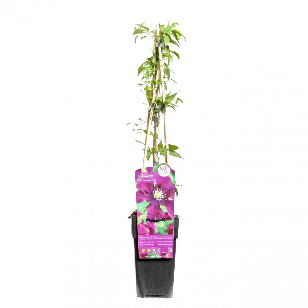 Kletterpflanzen Clematis, verschiedene Sorten im Blumentopf image number 0
