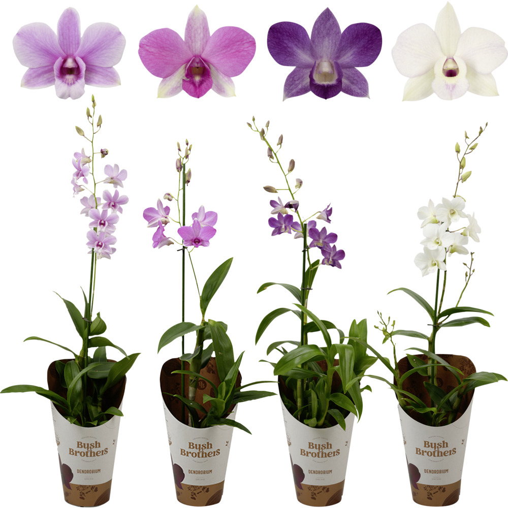 Orchideen Mix im 12 cm Pflanztopf, sortiert image number 2