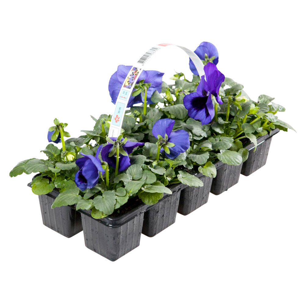 Viola cornuta 10 Stück farblich sortiert image number 2