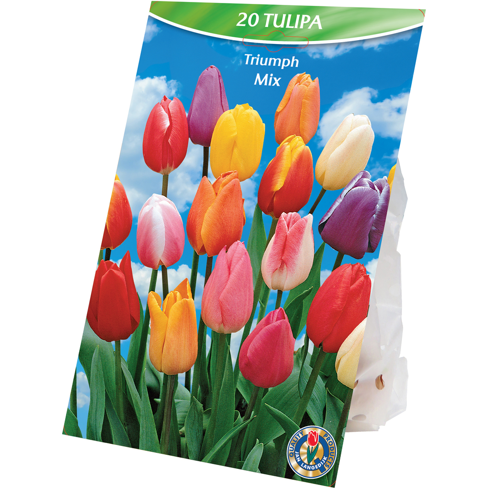 Blumenzwiebeln Triumph Tulpen Mix 20 Stück bunt