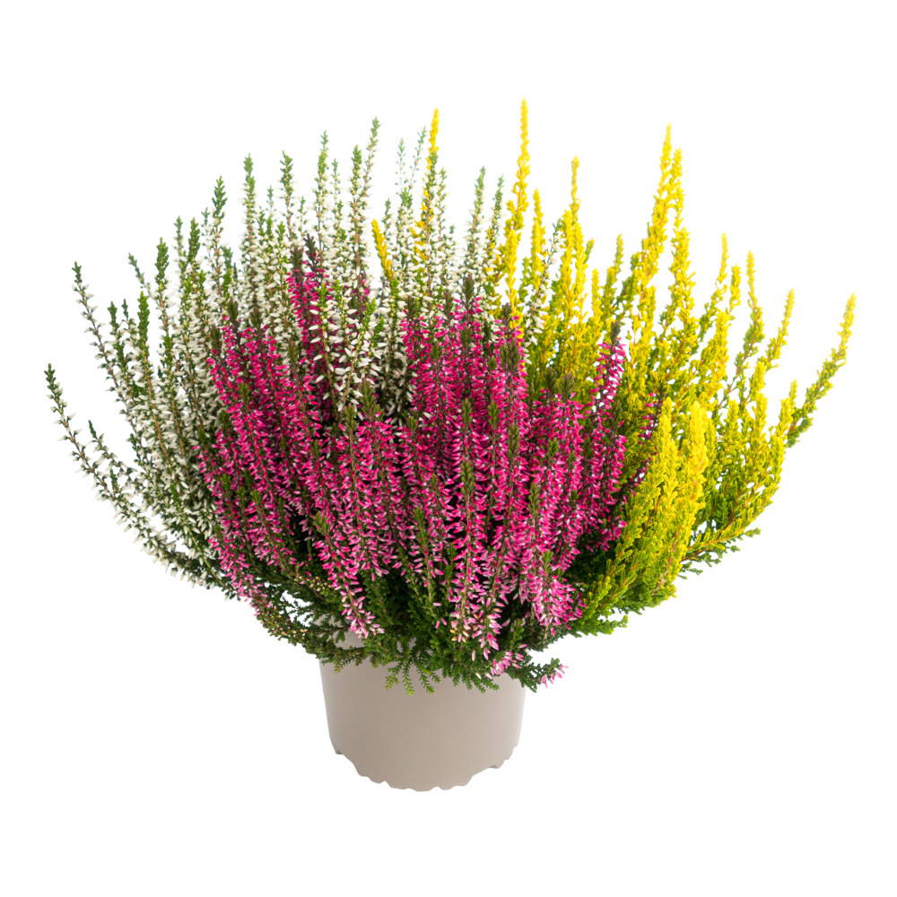 Calluna Vulgaris Trio im Blumentopf Ø 10,5 cm image number 1