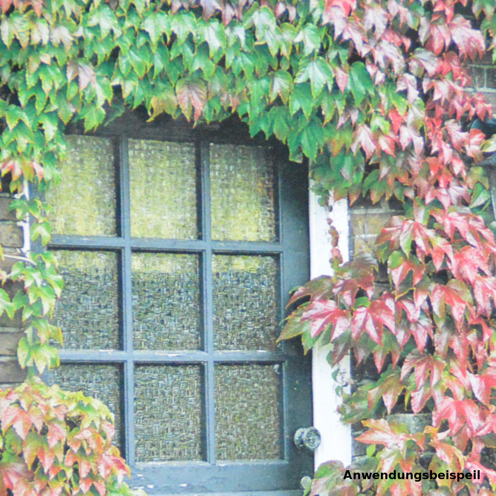 Kletterpflanzen Clematis, verschiedene Sorten im Blumentopf image number 5