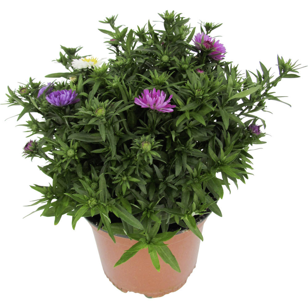 Aster novi belgii im 11 cm Pflanztopf, Farbauswahl image number 2