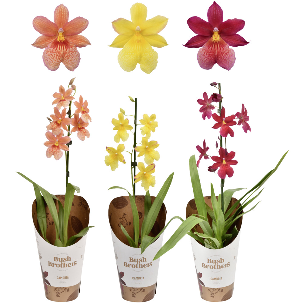 Orchideen Mix im 12 cm Pflanztopf, sortiert image number 3
