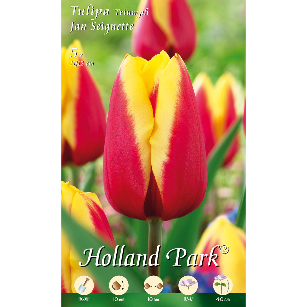 Blumenzwiebeln Triumph-Tulpen 5 Stück gelb-rot