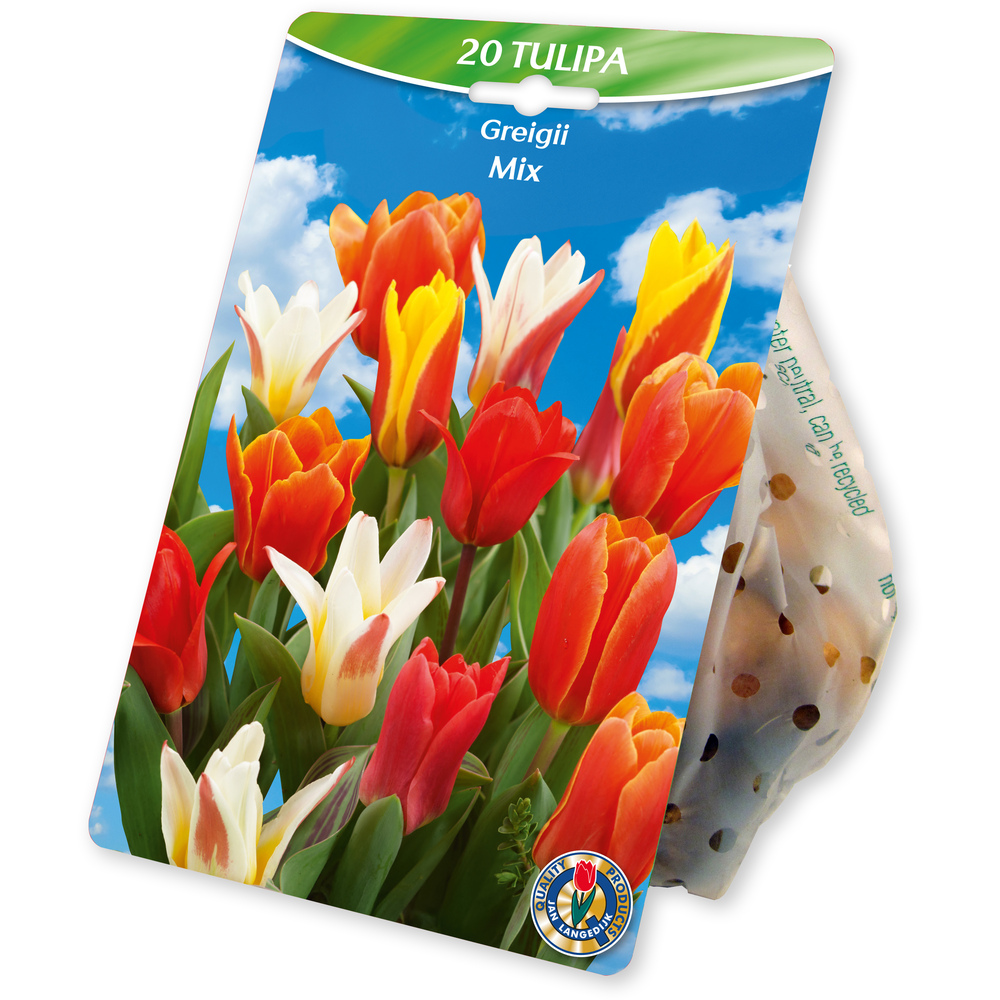 Blumenzwiebeln Greigii Tulpen Mix 20 St&uuml;ck bunt image number 0