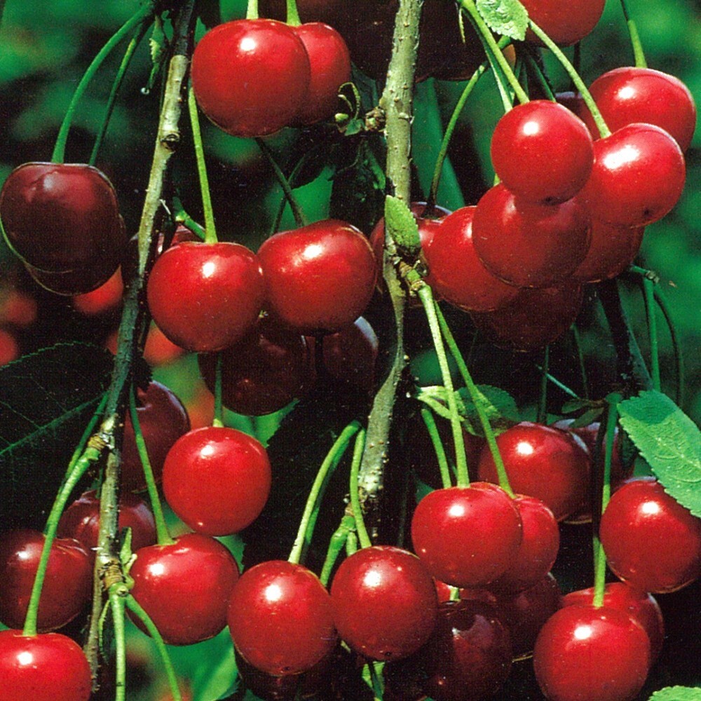 Obstbaum 150 - 200 cm in verschiedenen Sorten image number 1
