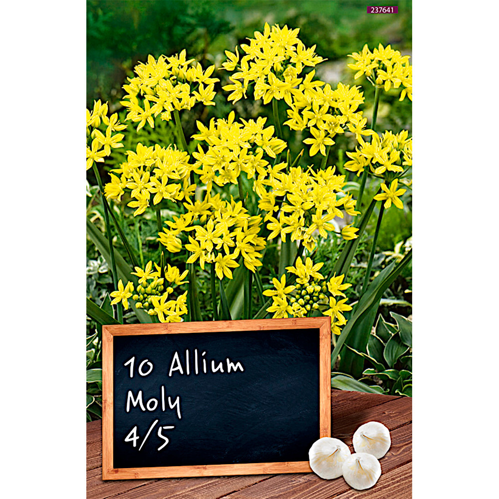 Blumenzwiebeln Goldlauch Allium Moly 10 Stück gelb image number 0
