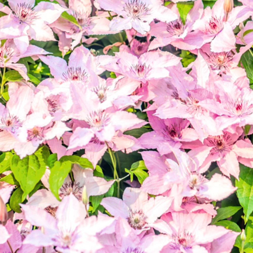 Kletterpflanzen Clematis, verschiedene Sorten im Blumentopf image number 2